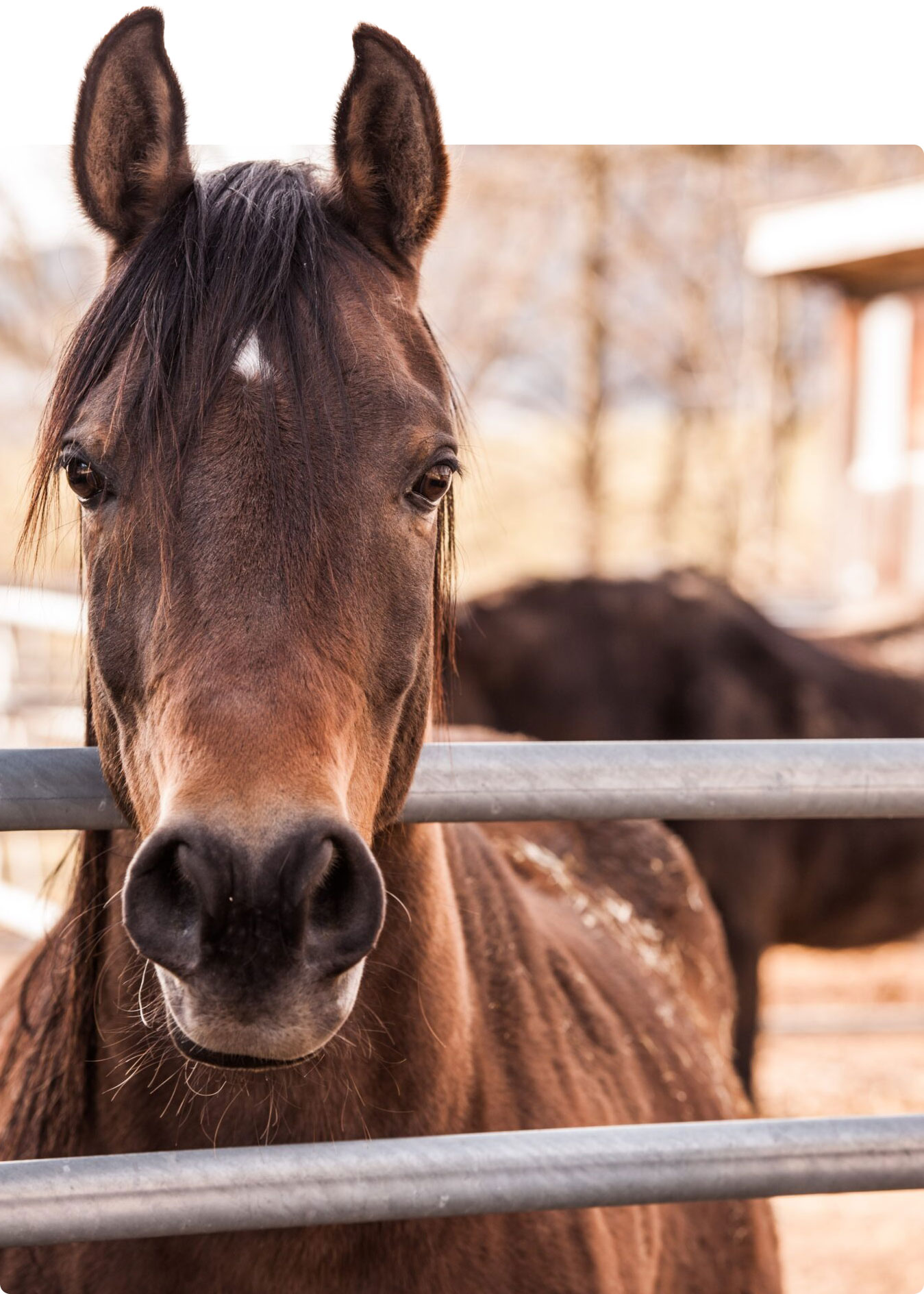 Paard